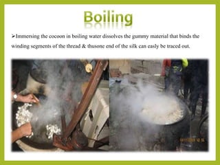 Immersing the cocoon in boiling water dissolves the gummy material that binds the
winding segments of the thread & thusone end of the silk can easly be traced out.
 
