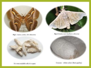 Fig 3. Samia cynthia (Eri silkworm)
Fig 4. Bombyx mori (mulberry silkworm)
It is non reelable silk it is spun Cocoon – white color ( Best quality)
 