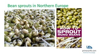 Bean sprouts in Northern Europe
 