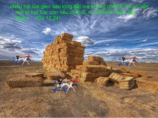 «Nếu hạt lúa gieo vào lòng đất mà không chết đi, thì nó vẫn mãi là hạt lúa; còn nếu chết đi, nó sẽ sinh nhiều hạt khác»  (Ga 12,24). 