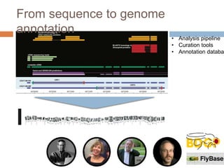 • Analysis pipeline
• Curation tools
• Annotation databa
From sequence to genome
annotation
 