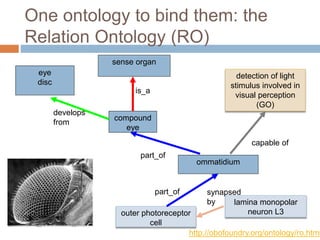compound
eye
ommatidium
sense organ
eye
disc
is_a
part_of
develops
from
detection of light
stimulus involved in
visual perception
(GO)
One ontology to bind them: the
Relation Ontology (RO)
capable of
outer photoreceptor
cell
part_of
http://obofoundry.org/ontology/ro.html
lamina monopolar
neuron L3
synapsed
by
 