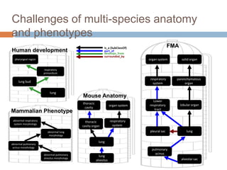 lung
lung
lobular organ
parenchymatous
organ
solid organ
pleural sac
thoracic
cavity organ
thoracic
cavity
abnormal lung
morphology
abnormal respiratory
system morphology
Mammalian Phenotype
Mouse Anatomy
FMA
abnormal pulmonary
acinus morphology
abnormal pulmonary
alveolus morphology
lung
alveolus
organ system
respiratory
system
Lower
respiratory
tract
alveolar sac
pulmonary
acinus
organ system
respiratory
system
Human development
lung
lung bud
respiratory
primordium
pharyngeal region
Challenges of multi-species anatomy
and phenotypes
develops_from
part_of
is_a (SubClassOf)
surrounded_by
 