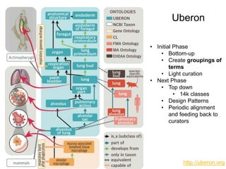 http://uberon.org
• Initial Phase
• Bottom-up
• Create groupings of
terms
• Light curation
• Next Phase
• Top down
• 14k classes
• Design Patterns
• Periodic alignment
and feeding back to
curators
Uberon
 