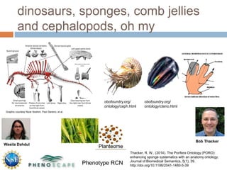 dinosaurs, sponges, comb jellies
and cephalopods, oh my
Thacker, R. W., (2014). The Porifera Ontology (PORO):
enhancing sponge systematics with an anatomy ontology.
Journal of Biomedical Semantics, 5(1), 39.
http://doi.org/10.1186/2041-1480-5-39
Graphic courtesy Nizar Ibrahim, Paul Sereno, et al.
Phenotype RCN
Wasila Dahdul
Bob Thacker
obofoundry.org/
ontology/ceph.html
obofoundry.org/
ontology/cteno.html
 