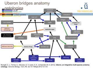 anatomical
structure
endoderm of
forgut
lung bud
lung
respiration organ
organ
foregut
alveolus
alveolus of lung
organ part
FMA:lung
MA:lung
endoderm
GO: respiratory
gaseous exchange
MA:lung
alveolus
FMA:
pulmonary
alveolus
is_a (taxon equivalent)
develops_from
part_of
is_a (SubClassOf)
capable_of
NCBITaxon: Mammalia
EHDAA:
lung bud
only_in_taxon
pulmonary
acinus
alveolar sac
lung primordium
swim bladder
respiratory
primordium
NCBITaxon:
Actinopterygii
http://uberon.org
Mungall, C. J., Torniai, C., Gkoutos, G. V, Lewis, S. E., & Haendel, M. A. (2012). Uberon, an integrative multi-species anatomy
ontology. Genome Biology, 13(1), R5. doi:10.1186/gb-2012-13-1-r5
Uberon bridges anatomy
ontologies
 