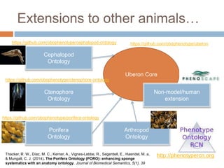 Uberon Core
Extensions to other animals…
Thacker, R. W., Díaz, M. C., Kerner, A., Vignes-Lebbe, R., Segerdell, E., Haendel, M. a,
& Mungall, C. J. (2014). The Porifera Ontology (PORO): enhancing sponge
systematics with an anatomy ontology. Journal of Biomedical Semantics, 5(1), 39
Non-model/human
extension
Porifera
Ontology
Ctenophore
Ontology
Cephalopod
Ontology
http://phenotypercn.org
https://github.com/obophenotype/cephalopod-ontology
https://github.com/obophenotype/ctenophore-ontology
https://github.com/obophenotype/porifera-ontology
https://github.com/obophenotype/uberon
Arthropod
Ontology
 