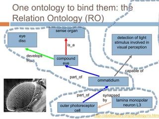 compound
eye
ommatidium
sense organ
eye
disc
is_a
part_of
develops
from
detection of light
stimulus involved in
visual perception
One ontology to bind them: the
Relation Ontology (RO)
capable of
outer photoreceptor
cell
part_of
http://obofoundry.org/ontology/ro.html
lamina monopolar
neuron L3
synapsed
by
 