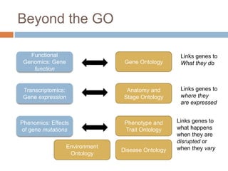 Beyond the GO
Functional
Genomics: Gene
function
Transcriptomics:
Gene expression
Phenomics: Effects
of gene mutations
Gene Ontology
Anatomy and
Stage Ontology
Phenotype and
Trait Ontology
Links genes to
What they do
Links genes to
where they
are expressed
Links genes to
what happens
when they are
disrupted or
when they varyDisease Ontology
Environment
Ontology
 