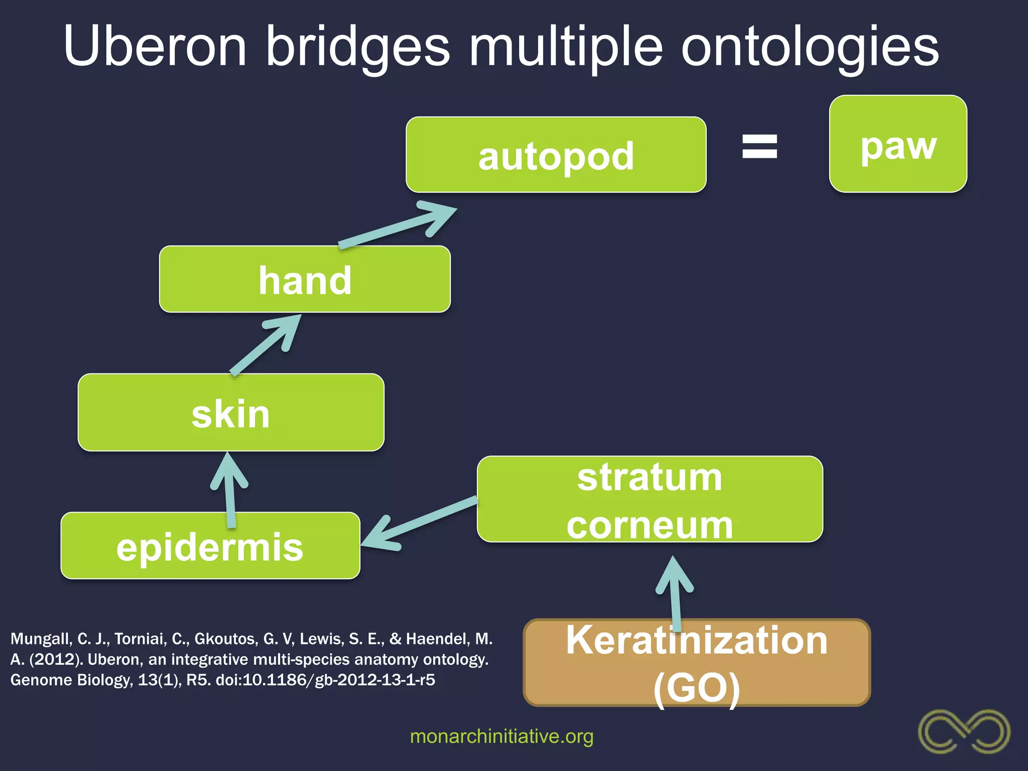 monarchinitiative.org
paw
skin
hand
autopod =
epidermis
stratum
corneum
Mungall, C. J., Torniai, C., Gkoutos, G. V, Lewis, S. E., & Haendel, M.
A. (2012). Uberon, an integrative multi-species anatomy ontology.
Genome Biology, 13(1), R5. doi:10.1186/gb-2012-13-1-r5
Keratinization
(GO)
Uberon bridges multiple ontologies
 