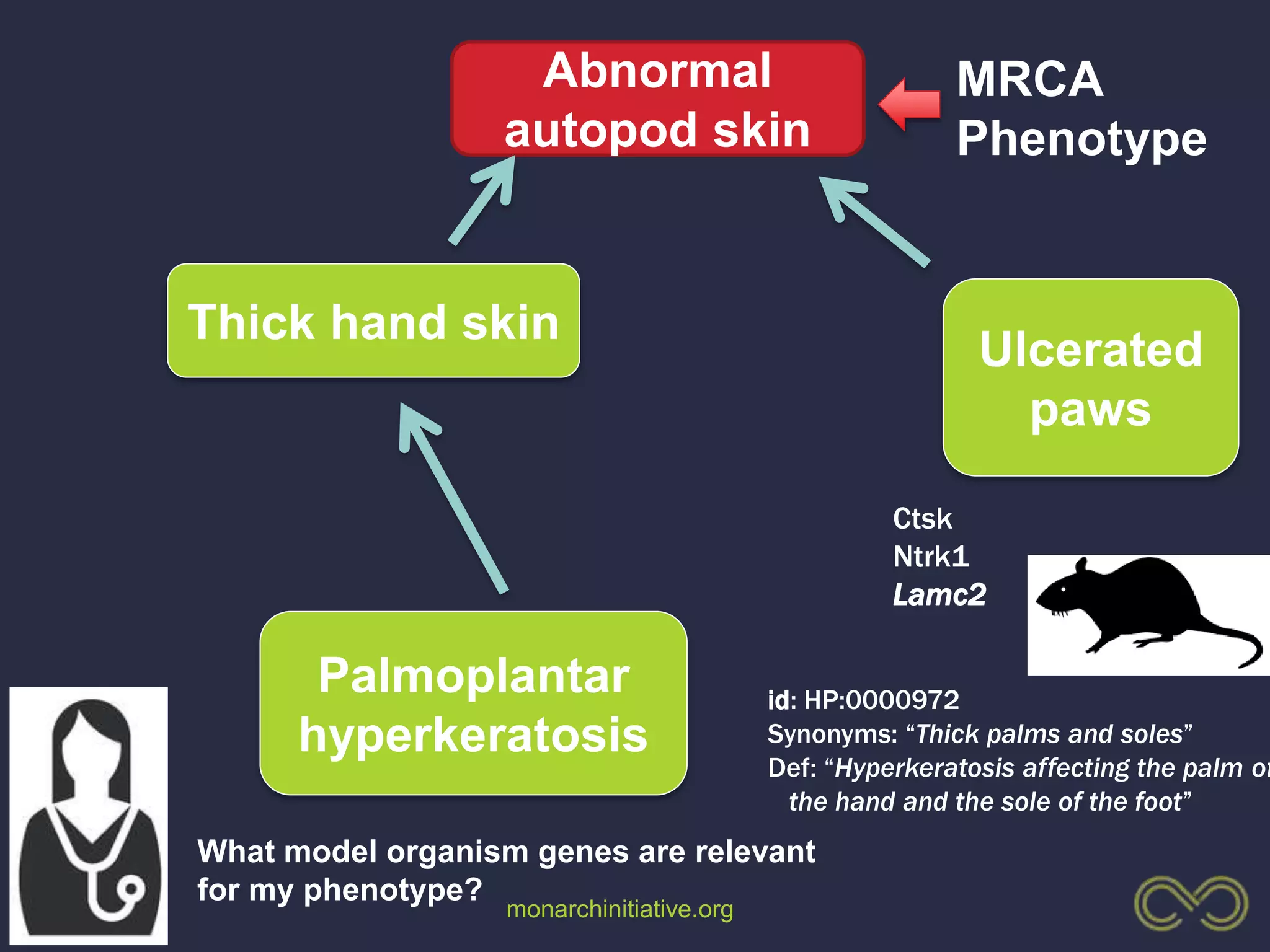 monarchinitiative.org
Ulcerated
paws
Palmoplantar
hyperkeratosis
Thick hand skin
Abnormal
autopod skin
id: HP:0000972
Synonyms: “Thick palms and soles”
Def: “Hyperkeratosis affecting the palm of
the hand and the sole of the foot”
Ctsk
Ntrk1
Lamc2
MRCA
Phenotype
What model organism genes are relevant
for my phenotype?
 