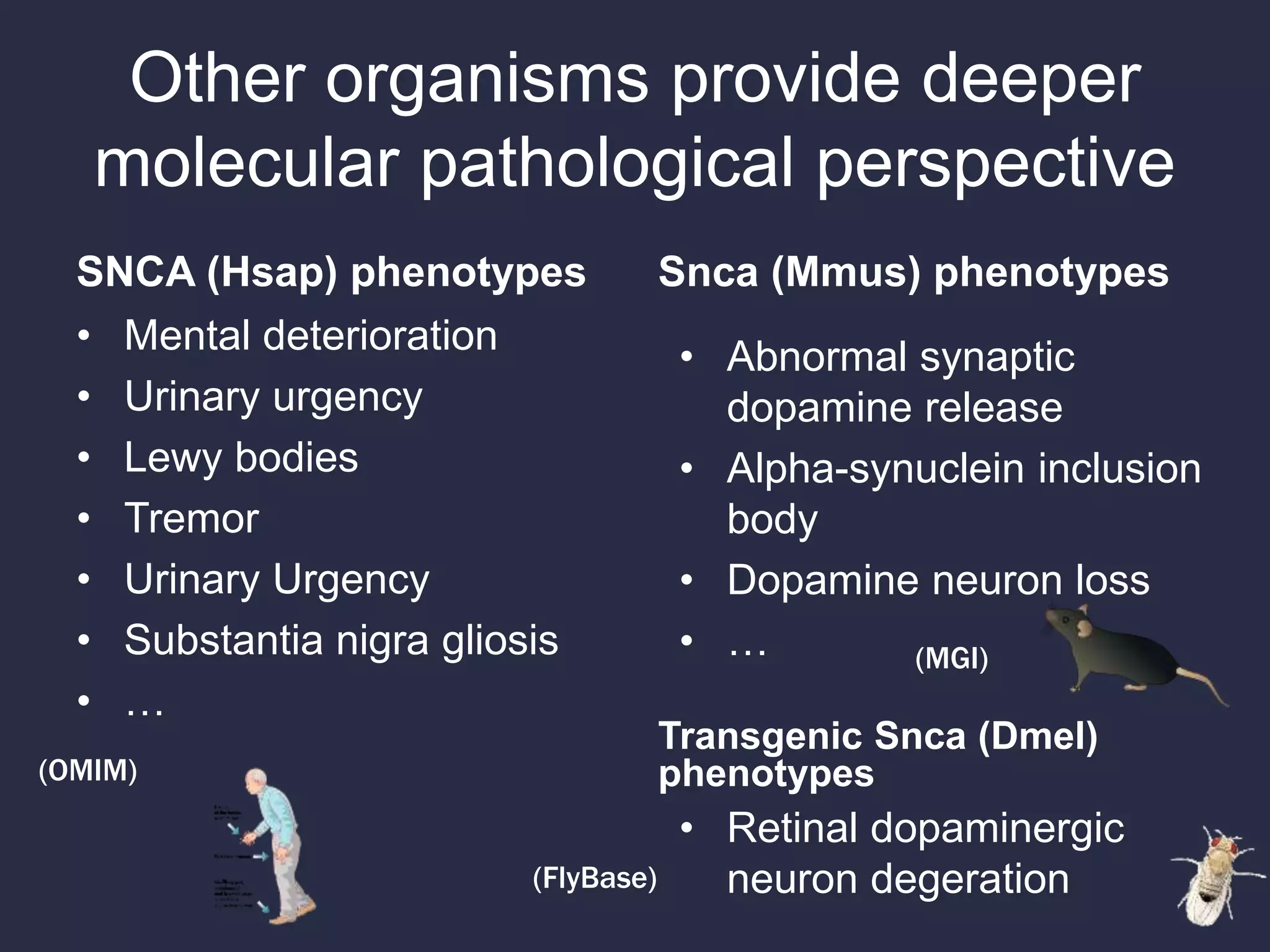 Other organisms provide deeper
molecular pathological perspective
SNCA (Hsap) phenotypes
• Mental deterioration
• Urinary urgency
• Lewy bodies
• Tremor
• Urinary Urgency
• Substantia nigra gliosis
• …
Snca (Mmus) phenotypes
• Retinal dopaminergic
neuron degeration
(OMIM)
(MGI)
• Abnormal synaptic
dopamine release
• Alpha-synuclein inclusion
body
• Dopamine neuron loss
• …
Transgenic Snca (Dmel)
phenotypes
(FlyBase)
 