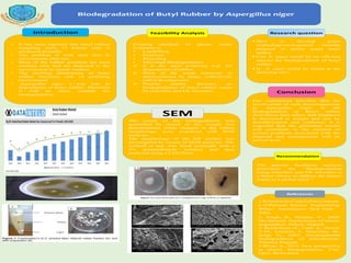 Biodegradation of Butyl Rubber by Aspergillus niger
• It has been reported that butyl rubber
weighing more 12 billion tons is
produced annually.
• The problem is with their fate in
environment after use.
• Most of the rubber products are used
onetime only and are disposed to the
environment in unsafe manner.
• The swelling phenomena of butyl
rubber increases risk of polluting
environment
• Aspergillus niger a key role in
degradation of butyl rubber .Therefore
it will be more suitable for
biodegradation.
Introduction
Existing methods of plastic waste
treatment is:
• Landfilling
• Pylorises
• Recycling
• Microbial Biodegradation
 it is the most preferred way for
degradation of rubber.
 Most of the waste materials in
demineralized by fungi, collectively
called decomposers.
 Present studies focusses on
biodegradation of butyl rubber waste
by microbes and GE microbes.
Feasibility Analysis
 How to develop green
technology/environment friendly
protocol to utilize waste butyl
rubber.
 Can A. niger could be an efficient
species for biodegradation of butyl
rubber.
 Is A. niger could be found at the
dumping site?
Research question
Our experiment provides that the
involvement of such microorganisms
as Aspergillus Niger in the
biodegradation of Butyl rubber
derivatives (tire tubes, ball bladders)
is decreased in weight and size by
desulfurization and oxidation. it is
expected that the generated results
will contribute to the solution of
certain problems associated with the
disposal and management will be
solved soon.
Conclusion
The present feasibility analysis
prioritizes the “Biodegradation
using microbes and GE microbes is
a better choice to address the plastic
waste as a global need ”.
Recommendation
1.Kroschwitz,ConciseEncyclopedi
a of Polymer Science Engineering.
Wiley- lntcrscience. New York.
2002.
2. Singh, B., Sharma, N., 2008.
Mechanistic implications of plastic
degradation. Polym. Degrad.
3. Bonhomme, S., Cuer, A., Delort,
A.M., Lemaire, J., Sancelme, M.,
Scott, G., 2003. Environmental
biodegradation of polyethylene.
Polymer Degrad.
4.Sivan, A., 2011. New perspective
in plastic biodegradation. Curr.
Opin. Biotechnol.
References
The extent of the biodegradation was
quantified by means of dry weight loss
determination while changes in the rubber
morphology were examined with SEM
analyses.
The morphology of the NR surface was
investigated by means of SEM analyses. NR,
washed or not, was fixed overnight with a
5% glutaraldehyde solution and then
analyzed using a LEO/Zeiss .
SEM
 