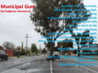 Municipal Gum
By Oodgeroo Noonuccal
Gumtree in the city street,
Hard bitumen around your feet,
Rather you should be
In the cool world of leafy forest halls
And wild bird calls
Here you seem to me
Like that poor cart-horse
Castrated, broken, a thing wronged,
Strapped and buckled, its hell prolonged,
Whose hung head and listless mien express
Its hopelessness.
Municipal gum, it is dolorous
To see you thus
Set in your black grass of bitumen—
O fellow citizen,
What have they done to us?
 