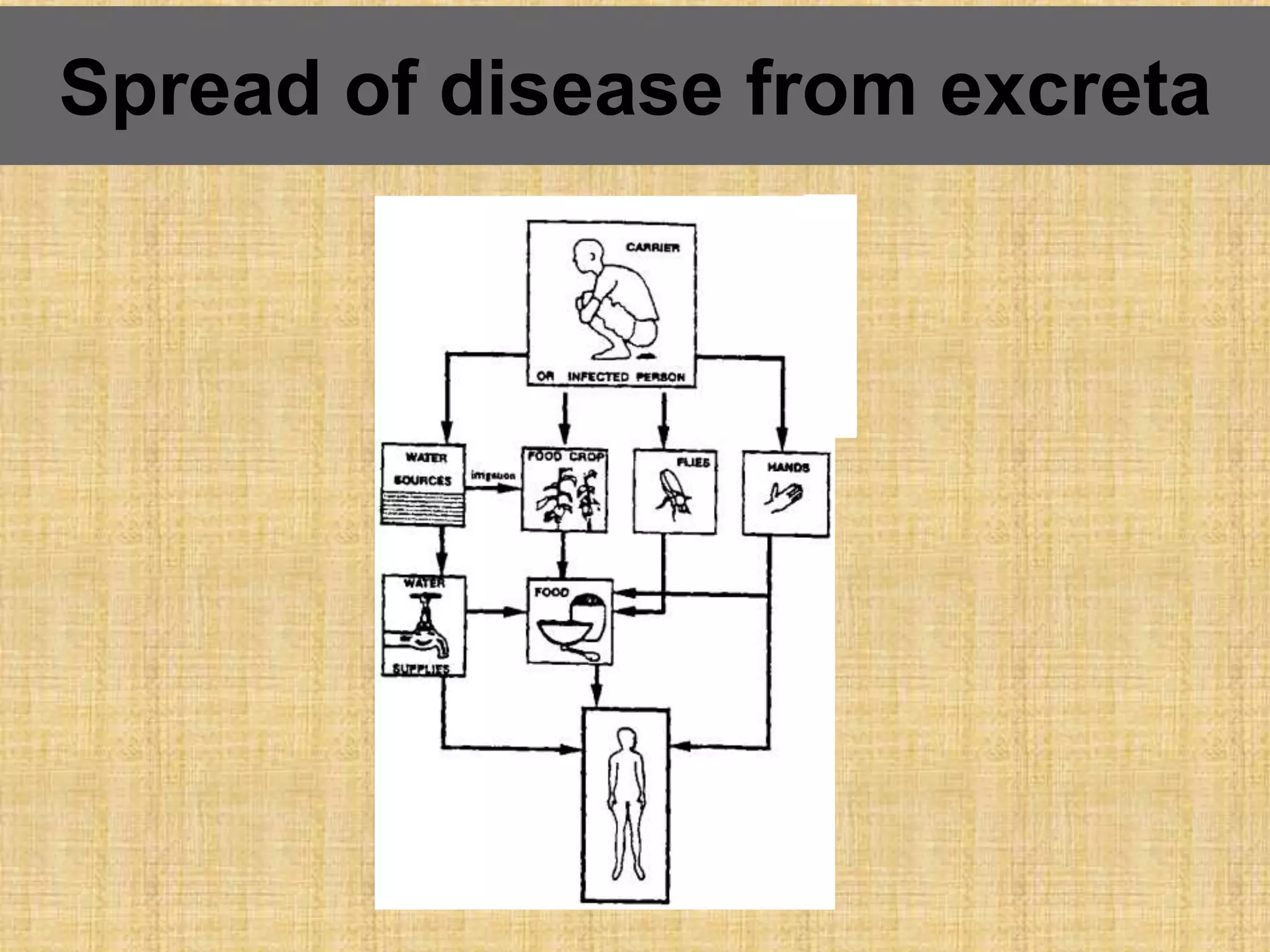 Spread of disease from excreta
 