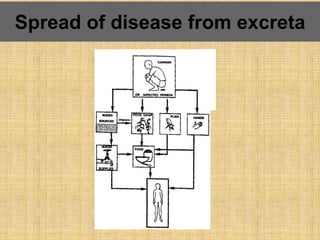 Spread of disease from excreta
 