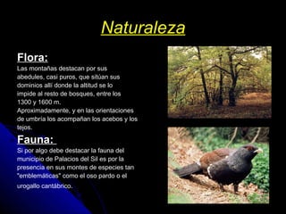 Naturaleza Flora: Las montañas destacan por sus abedules, casi puros, que sitúan sus dominios allí donde la altitud se lo impide al resto de bosques, entre los 1300 y 1600 m.  Aproximadamente, y en las orientaciones de umbría los acompañan los acebos y los tejos. Fauna:  Si por algo debe destacar la fauna del municipio de Palacios del Sil es por la presencia en sus montes de especies tan "emblemáticas" como el oso pardo o el urogallo cantábrico.   