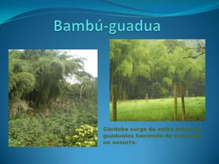Córdoba surge de entre miles de
guaduales haciendo de este todo
un susurro.

 