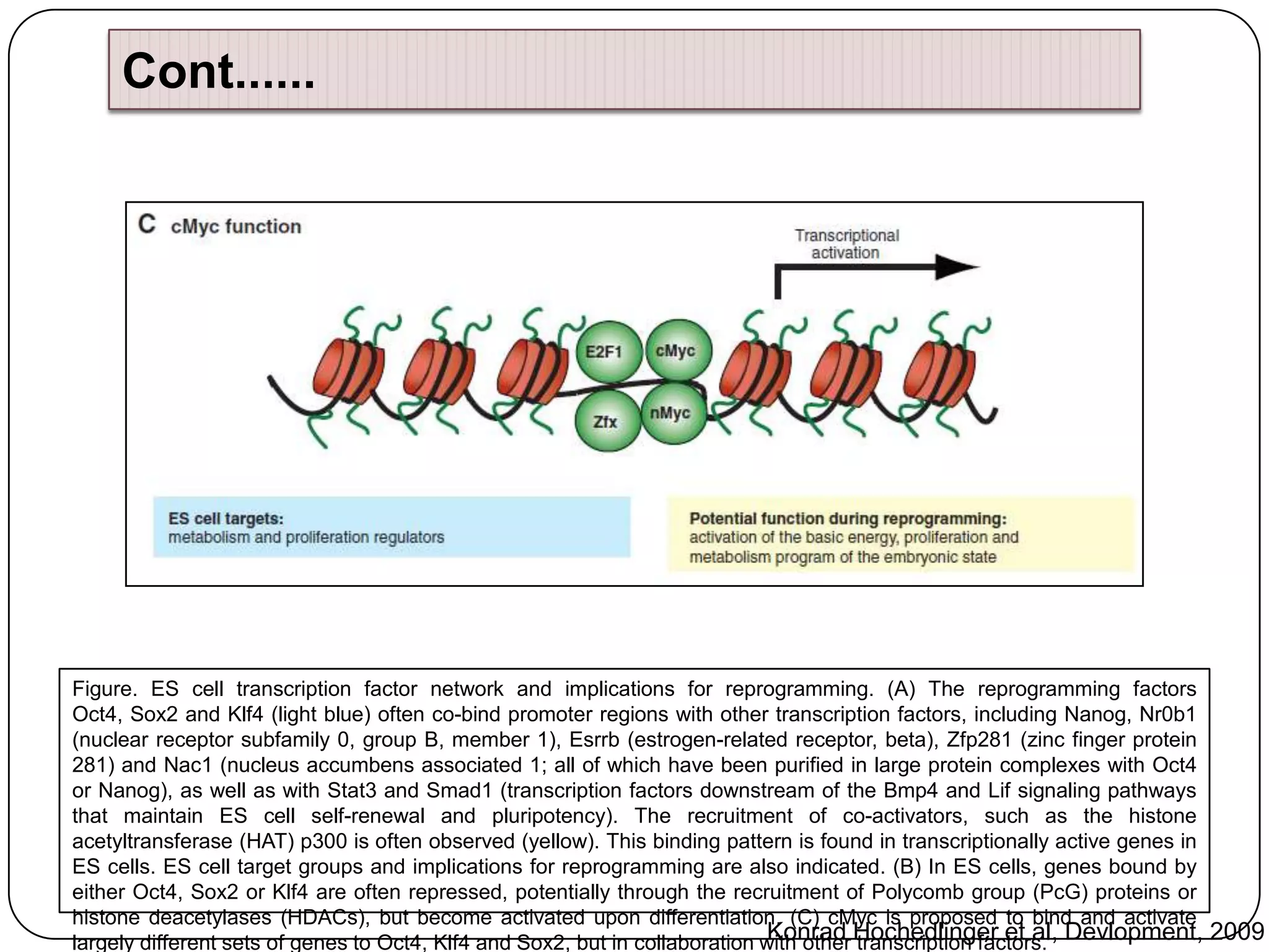 Cont......

Figure. ES cell transcription factor network and implications for reprogramming. (A) The reprogramming factors
Oct4, Sox2 and Klf4 (light blue) often co-bind promoter regions with other transcription factors, including Nanog, Nr0b1
(nuclear receptor subfamily 0, group B, member 1), Esrrb (estrogen-related receptor, beta), Zfp281 (zinc finger protein
281) and Nac1 (nucleus accumbens associated 1; all of which have been purified in large protein complexes with Oct4
or Nanog), as well as with Stat3 and Smad1 (transcription factors downstream of the Bmp4 and Lif signaling pathways
that maintain ES cell self-renewal and pluripotency). The recruitment of co-activators, such as the histone
acetyltransferase (HAT) p300 is often observed (yellow). This binding pattern is found in transcriptionally active genes in
ES cells. ES cell target groups and implications for reprogramming are also indicated. (B) In ES cells, genes bound by
either Oct4, Sox2 or Klf4 are often repressed, potentially through the recruitment of Polycomb group (PcG) proteins or
histone deacetylases (HDACs), but become activated upon differentiation. (C) cMyc is proposed to bind and activate
Konrad transcription factors.
largely different sets of genes to Oct4, Klf4 and Sox2, but in collaboration with other Hochedlinger et al, Devlopment, 2009

 