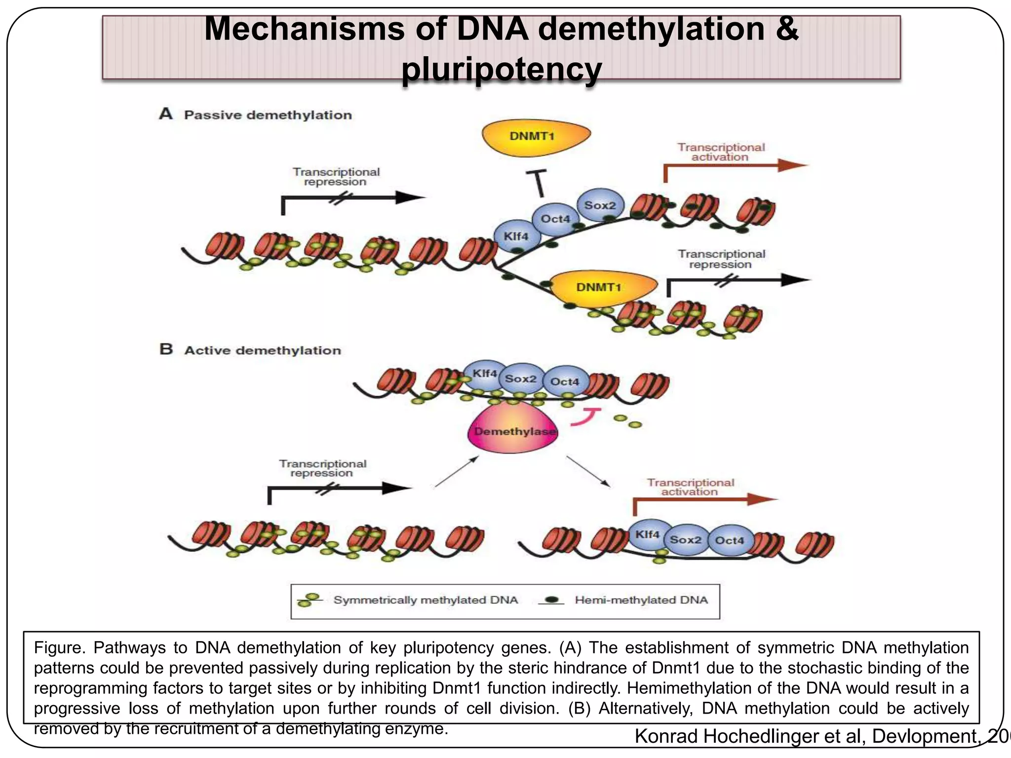 Mechanisms of DNA demethylation &
pluripotency

Figure. Pathways to DNA demethylation of key pluripotency genes. (A) The establishment of symmetric DNA methylation
patterns could be prevented passively during replication by the steric hindrance of Dnmt1 due to the stochastic binding of the
reprogramming factors to target sites or by inhibiting Dnmt1 function indirectly. Hemimethylation of the DNA would result in a
progressive loss of methylation upon further rounds of cell division. (B) Alternatively, DNA methylation could be actively
removed by the recruitment of a demethylating enzyme.

Konrad Hochedlinger et al, Devlopment, 200

 