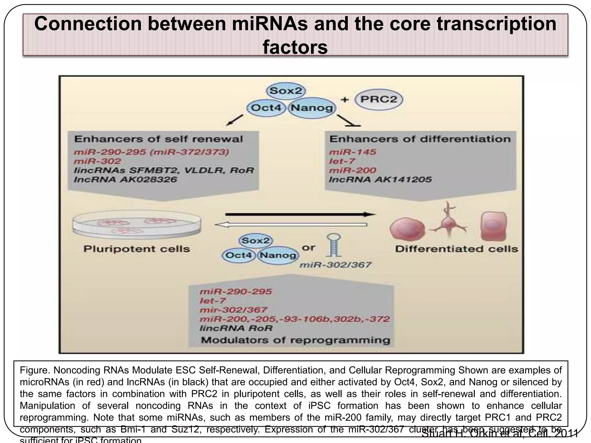 Connection between miRNAs and the core transcription
factors

Figure. Noncoding RNAs Modulate ESC Self-Renewal, Differentiation, and Cellular Reprogramming Shown are examples of
microRNAs (in red) and lncRNAs (in black) that are occupied and either activated by Oct4, Sox2, and Nanog or silenced by
the same factors in combination with PRC2 in pluripotent cells, as well as their roles in self-renewal and differentiation.
Manipulation of several noncoding RNAs in the context of iPSC formation has been shown to enhance cellular
reprogramming. Note that some miRNAs, such as members of the miR-200 family, may directly target PRC1 and PRC2
components, such as Bmi-1 and Suz12, respectively. Expression of the miR-302/367 cluster has been suggested to be
Stuart H. Orkin et al, Cell. 2011

 