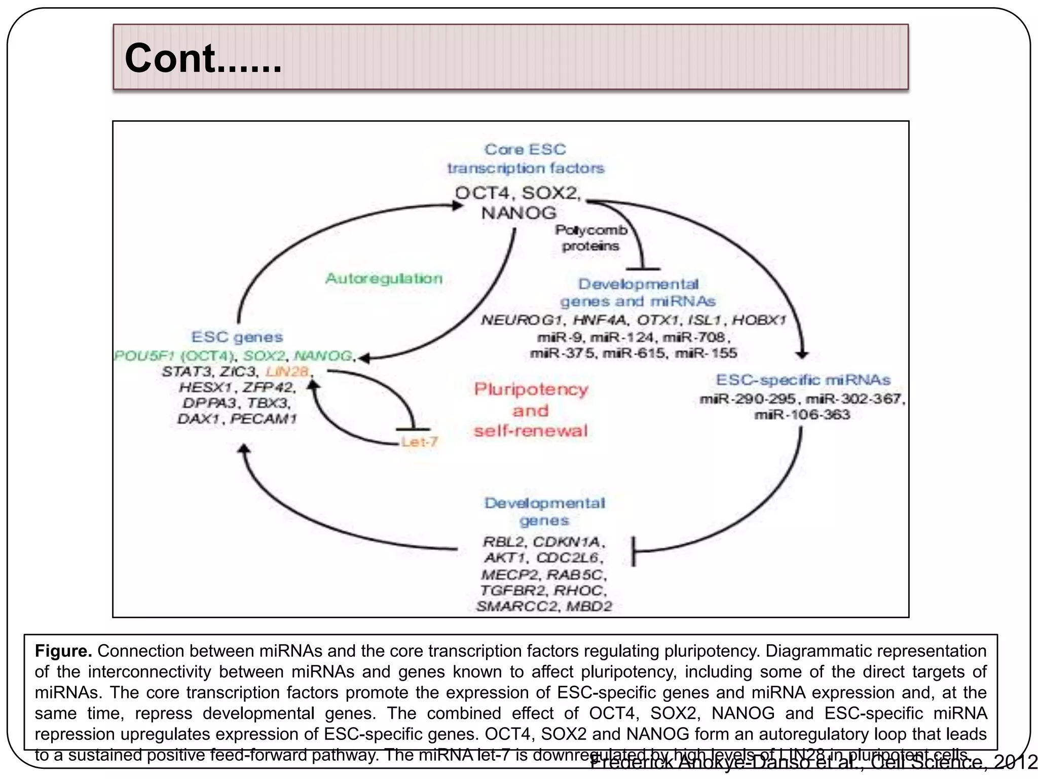 Cont......

Figure. Connection between miRNAs and the core transcription factors regulating pluripotency. Diagrammatic representation
of the interconnectivity between miRNAs and genes known to affect pluripotency, including some of the direct targets of
miRNAs. The core transcription factors promote the expression of ESC-specific genes and miRNA expression and, at the
same time, repress developmental genes. The combined effect of OCT4, SOX2, NANOG and ESC-specific miRNA
repression upregulates expression of ESC-specific genes. OCT4, SOX2 and NANOG form an autoregulatory loop that leads
to a sustained positive feed-forward pathway. The miRNA let-7 is downregulated by high levels of LIN28 in pluripotent cells. 2012
Frederick Anokye-Danso et al., Cell Science,

 