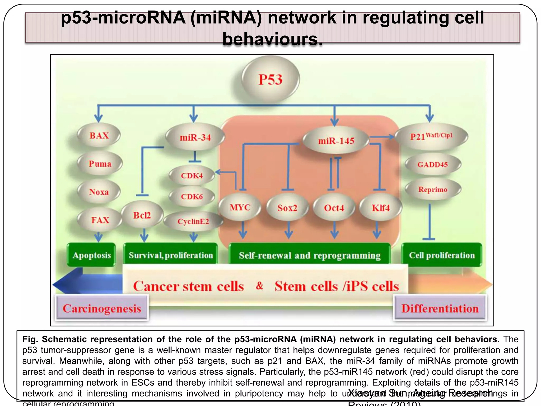 p53-microRNA (miRNA) network in regulating cell
behaviours.

Fig. Schematic representation of the role of the p53-microRNA (miRNA) network in regulating cell behaviors. The
p53 tumor-suppressor gene is a well-known master regulator that helps downregulate genes required for proliferation and
survival. Meanwhile, along with other p53 targets, such as p21 and BAX, the miR-34 family of miRNAs promote growth
arrest and cell death in response to various stress signals. Particularly, the p53-miR145 network (red) could disrupt the core
reprogramming network in ESCs and thereby inhibit self-renewal and reprogramming. Exploiting details of the p53-miR145
network and it interesting mechanisms involved in pluripotency may help to understand Sun, Ageing Research
Xiaoyan the molecular underpinnings in

 
