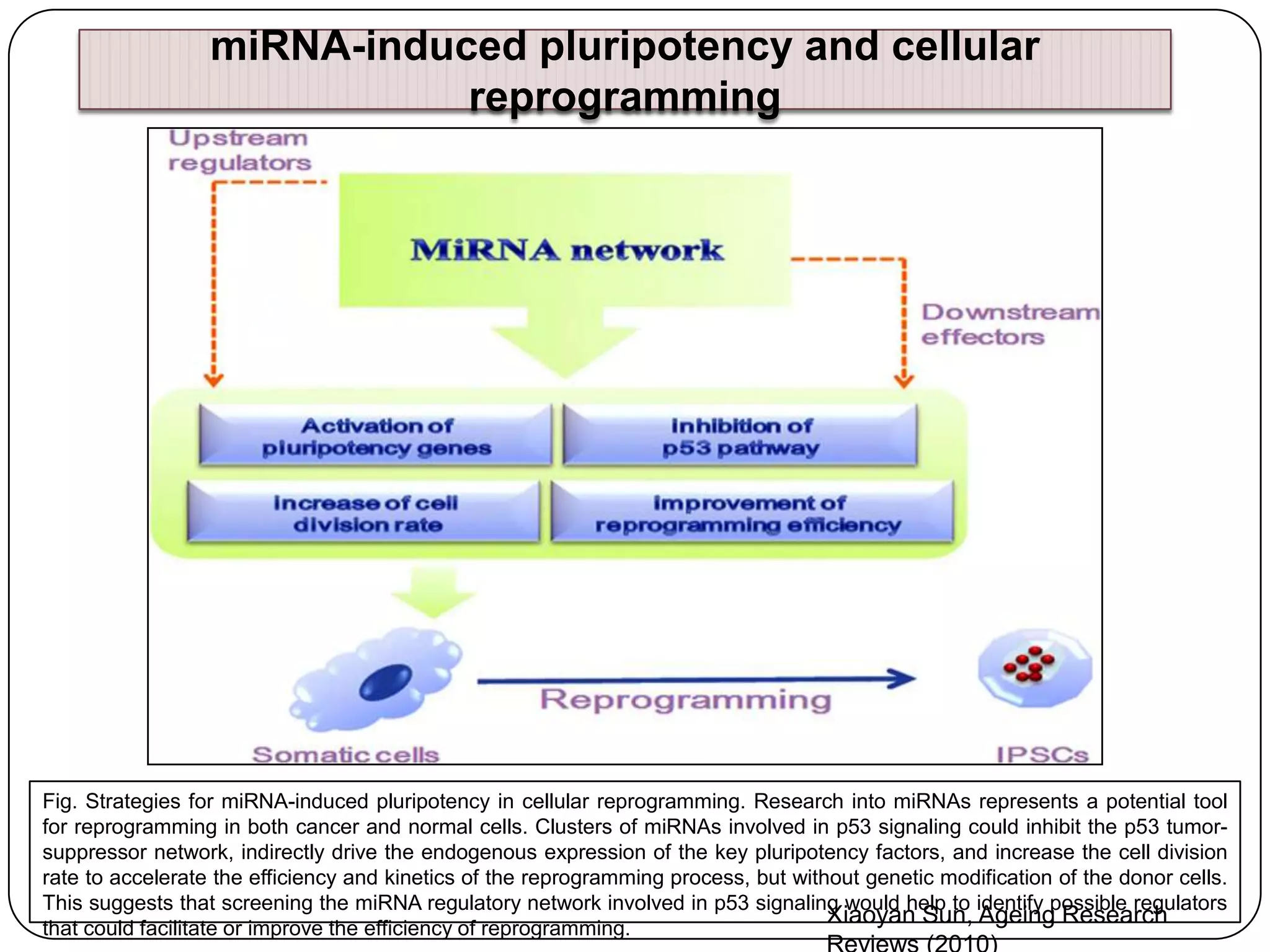 miRNA-induced pluripotency and cellular
reprogramming

Fig. Strategies for miRNA-induced pluripotency in cellular reprogramming. Research into miRNAs represents a potential tool
for reprogramming in both cancer and normal cells. Clusters of miRNAs involved in p53 signaling could inhibit the p53 tumorsuppressor network, indirectly drive the endogenous expression of the key pluripotency factors, and increase the cell division
rate to accelerate the efficiency and kinetics of the reprogramming process, but without genetic modification of the donor cells.
This suggests that screening the miRNA regulatory network involved in p53 signaling would help to identify possible regulators
Xiaoyan Sun, Ageing Research
that could facilitate or improve the efficiency of reprogramming.

 