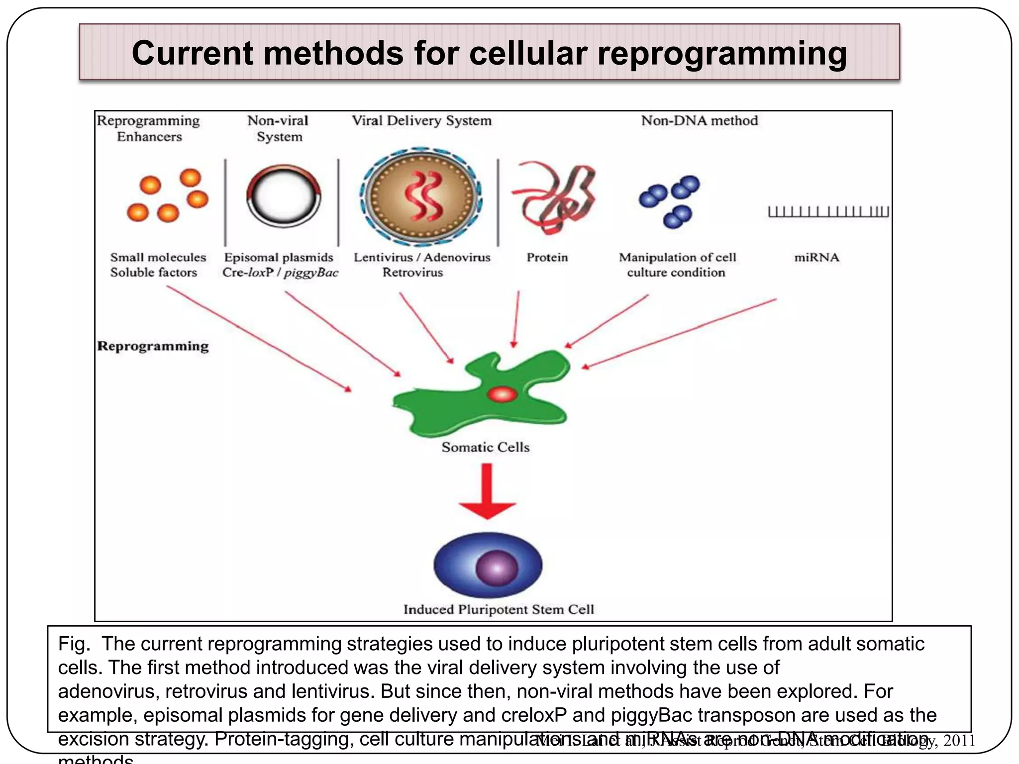 Current methods for cellular reprogramming

Fig. The current reprogramming strategies used to induce pluripotent stem cells from adult somatic
cells. The first method introduced was the viral delivery system involving the use of
adenovirus, retrovirus and lentivirus. But since then, non-viral methods have been explored. For
example, episomal plasmids for gene delivery and creloxP and piggyBac transposon are used as the
excision strategy. Protein-tagging, cell culture manipulationsLai et al., J Assist are non-DNA modification 2011
Mei I. and miRNAs Reprod Genet, Stem Cell Biology,

 