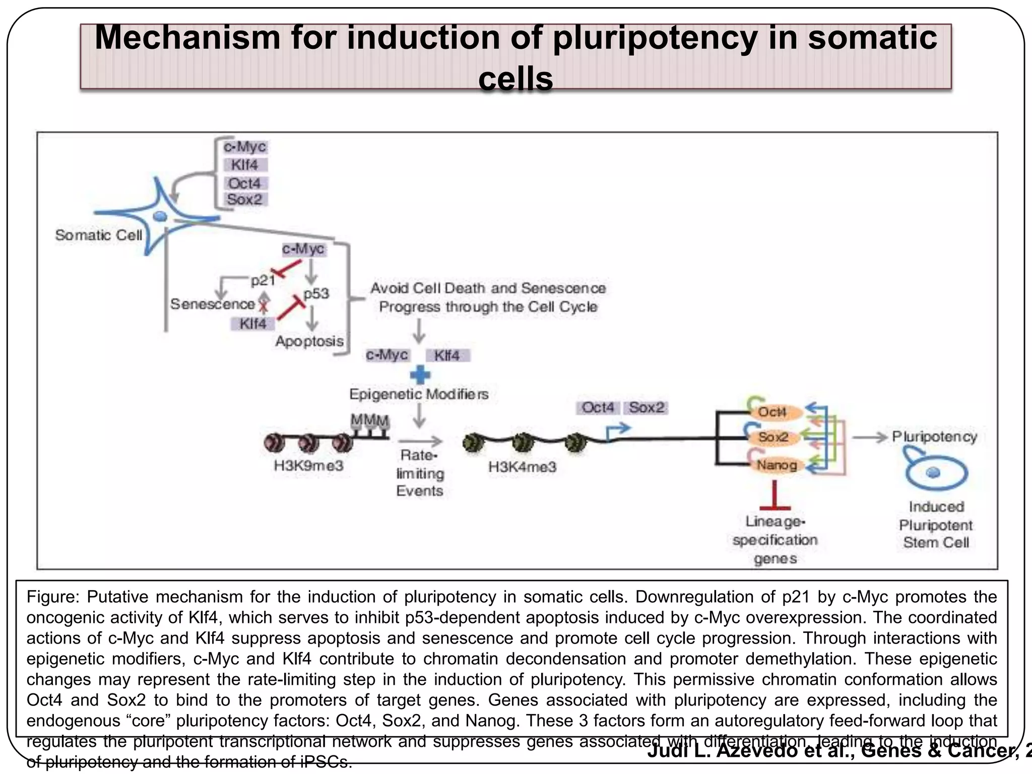 Mechanism for induction of pluripotency in somatic
cells

Figure: Putative mechanism for the induction of pluripotency in somatic cells. Downregulation of p21 by c-Myc promotes the
oncogenic activity of Klf4, which serves to inhibit p53-dependent apoptosis induced by c-Myc overexpression. The coordinated
actions of c-Myc and Klf4 suppress apoptosis and senescence and promote cell cycle progression. Through interactions with
epigenetic modifiers, c-Myc and Klf4 contribute to chromatin decondensation and promoter demethylation. These epigenetic
changes may represent the rate-limiting step in the induction of pluripotency. This permissive chromatin conformation allows
Oct4 and Sox2 to bind to the promoters of target genes. Genes associated with pluripotency are expressed, including the
endogenous “core” pluripotency factors: Oct4, Sox2, and Nanog. These 3 factors form an autoregulatory feed-forward loop that
regulates the pluripotent transcriptional network and suppresses genes associated with differentiation, leading to the induction
Judi L. Azevedo et al., Genes & Cancer, 2
of pluripotency and the formation of iPSCs.

 