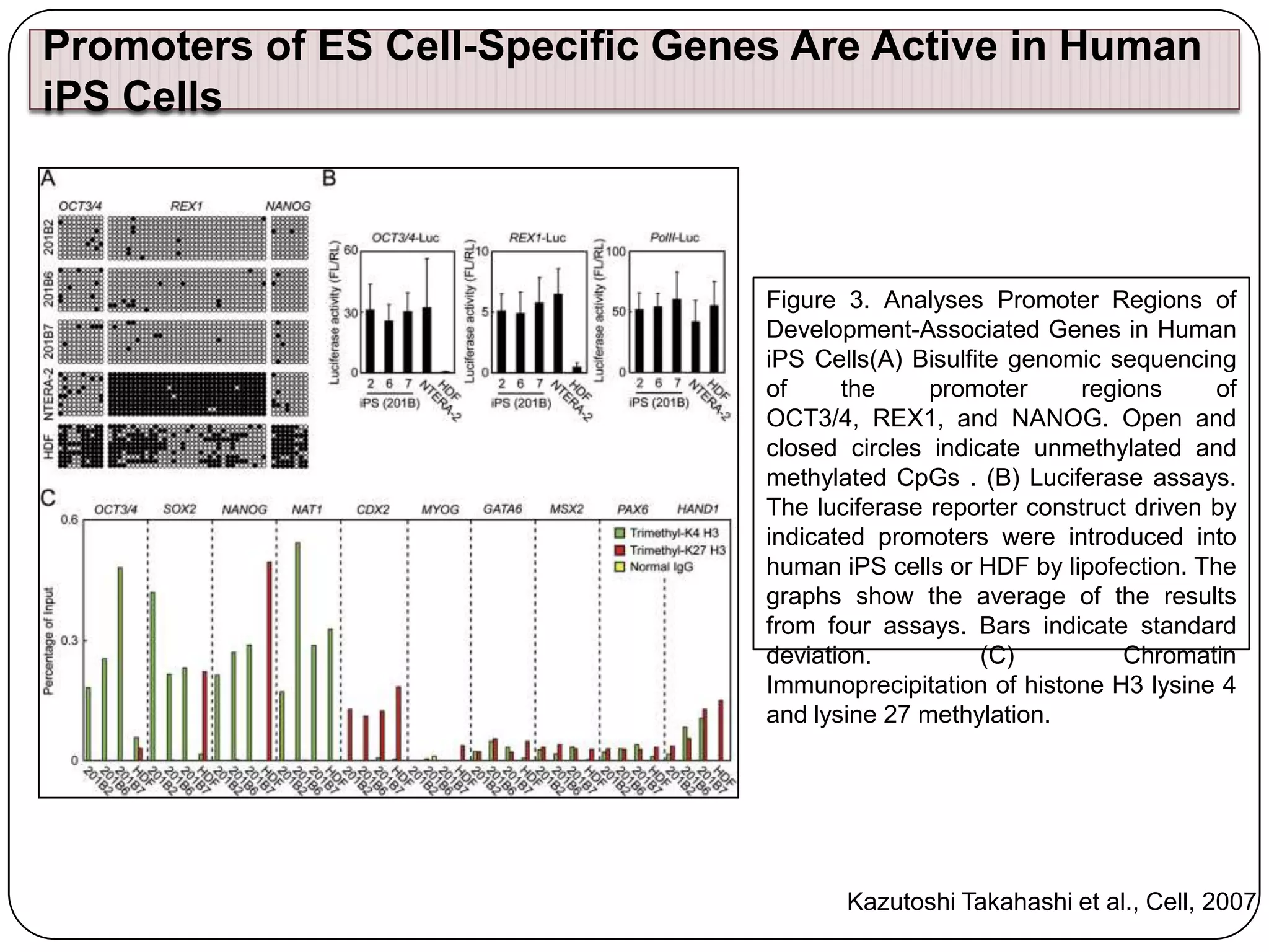 Promoters of ES Cell-Specific Genes Are Active in Human
iPS Cells

Figure 3. Analyses Promoter Regions of
Development-Associated Genes in Human
iPS Cells(A) Bisulfite genomic sequencing
of
the
promoter
regions
of
OCT3/4, REX1, and NANOG. Open and
closed circles indicate unmethylated and
methylated CpGs . (B) Luciferase assays.
The luciferase reporter construct driven by
indicated promoters were introduced into
human iPS cells or HDF by lipofection. The
graphs show the average of the results
from four assays. Bars indicate standard
deviation.
(C)
Chromatin
Immunoprecipitation of histone H3 lysine 4
and lysine 27 methylation.

Kazutoshi Takahashi et al., Cell, 2007

 