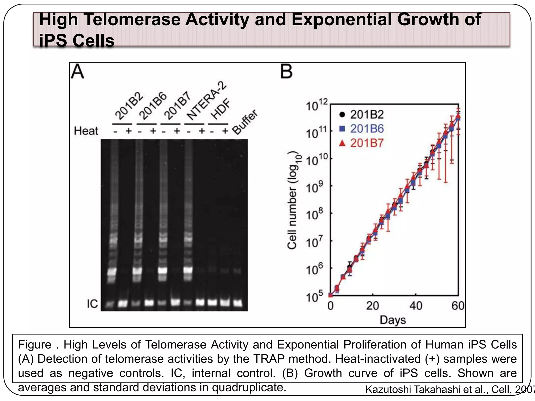 High Telomerase Activity and Exponential Growth of
iPS Cells

Figure . High Levels of Telomerase Activity and Exponential Proliferation of Human iPS Cells
(A) Detection of telomerase activities by the TRAP method. Heat-inactivated (+) samples were
used as negative controls. IC, internal control. (B) Growth curve of iPS cells. Shown are
averages and standard deviations in quadruplicate.
Kazutoshi Takahashi et al., Cell, 2007

 