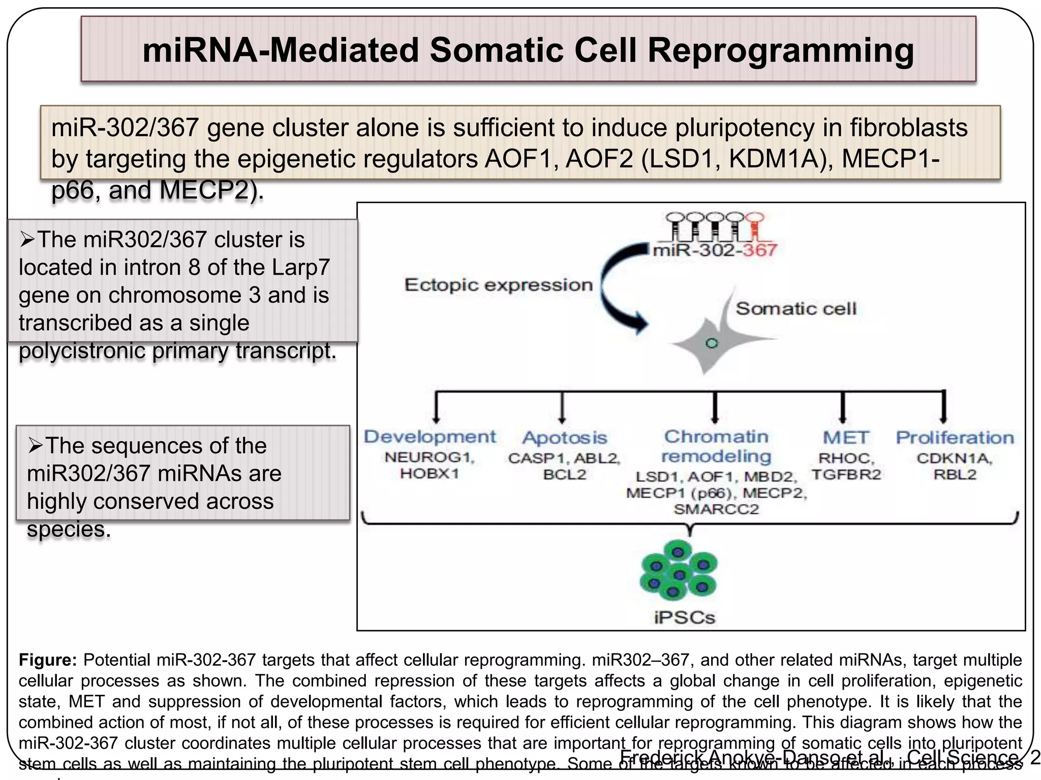 miRNA-Mediated Somatic Cell Reprogramming
miR-302/367 gene cluster alone is sufficient to induce pluripotency in fibroblasts
by targeting the epigenetic regulators AOF1, AOF2 (LSD1, KDM1A), MECP1p66, and MECP2).
The miR302/367 cluster is
located in intron 8 of the Larp7
gene on chromosome 3 and is
transcribed as a single
polycistronic primary transcript.

The sequences of the
miR302/367 miRNAs are
highly conserved across
species.

Figure: Potential miR-302-367 targets that affect cellular reprogramming. miR302–367, and other related miRNAs, target multiple
cellular processes as shown. The combined repression of these targets affects a global change in cell proliferation, epigenetic
state, MET and suppression of developmental factors, which leads to reprogramming of the cell phenotype. It is likely that the
combined action of most, if not all, of these processes is required for efficient cellular reprogramming. This diagram shows how the
miR-302-367 cluster coordinates multiple cellular processes that are important for reprogramming of somatic cells into pluripotent
Frederick Anokye-Danso et al., Cell Science,
stem cells as well as maintaining the pluripotent stem cell phenotype. Some of the targets known to be affected in each process 2

 