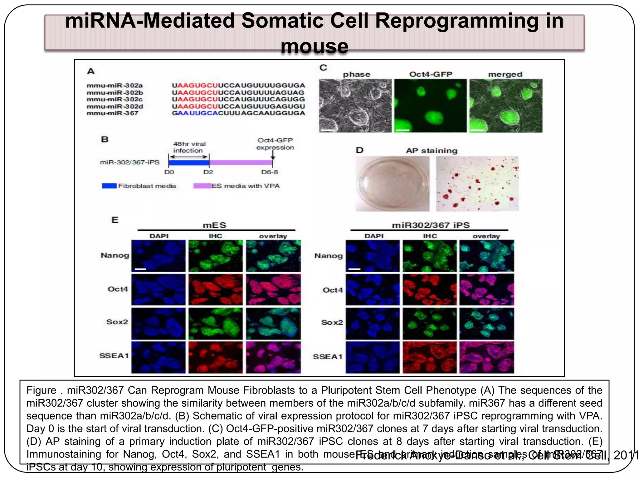 miRNA-Mediated Somatic Cell Reprogramming in
mouse

Figure . miR302/367 Can Reprogram Mouse Fibroblasts to a Pluripotent Stem Cell Phenotype (A) The sequences of the
miR302/367 cluster showing the similarity between members of the miR302a/b/c/d subfamily. miR367 has a different seed
sequence than miR302a/b/c/d. (B) Schematic of viral expression protocol for miR302/367 iPSC reprogramming with VPA.
Day 0 is the start of viral transduction. (C) Oct4-GFP-positive miR302/367 clones at 7 days after starting viral transduction.
(D) AP staining of a primary induction plate of miR302/367 iPSC clones at 8 days after starting viral transduction. (E)
Immunostaining for Nanog, Oct4, Sox2, and SSEA1 in both mouseFrederick Anokye-Danso et al., Cell Stem Cell, 2011
ES and primary induction samples of miR302/367
iPSCs at day 10, showing expression of pluripotent genes.

 