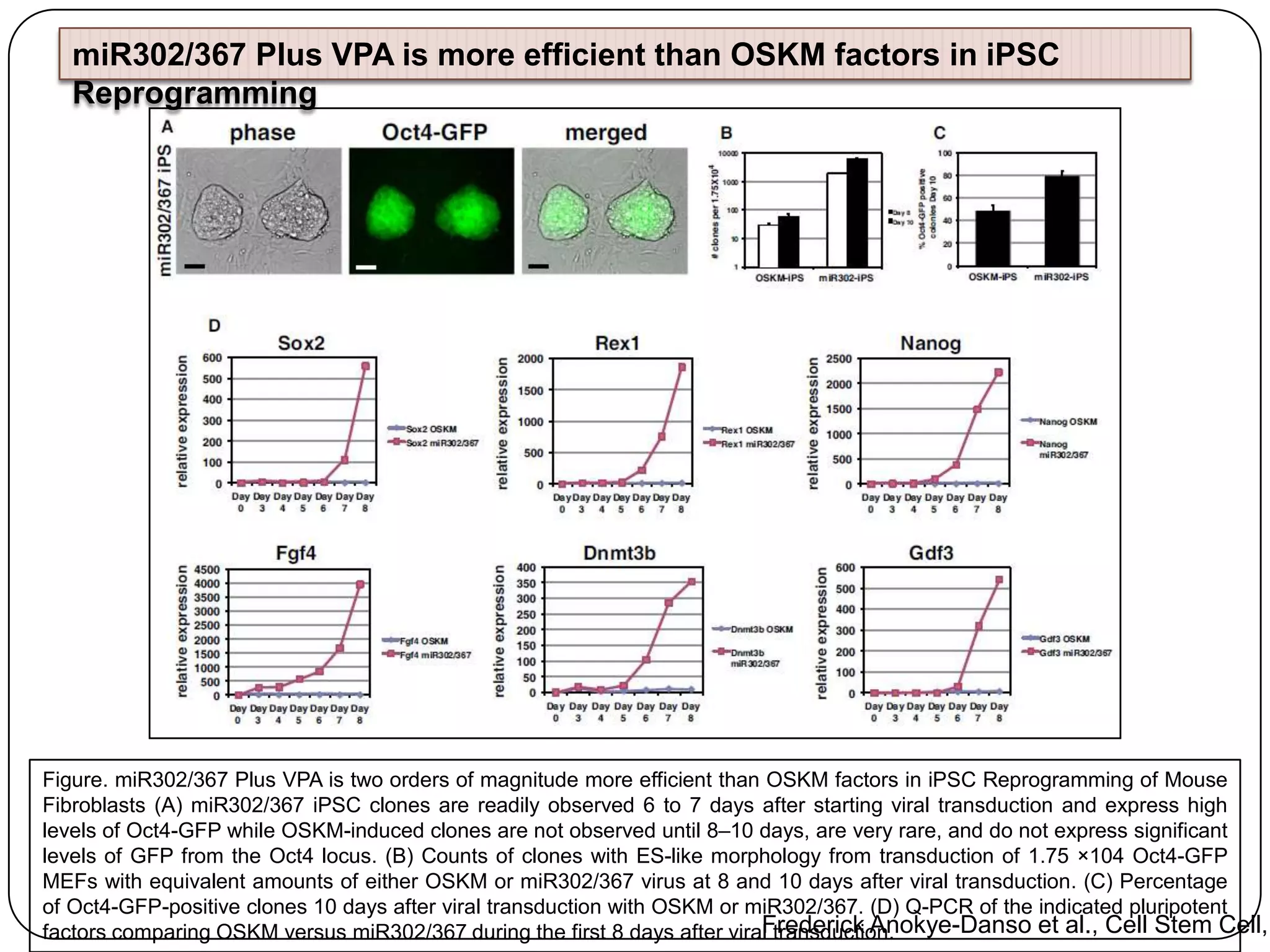 miR302/367 Plus VPA is more efficient than OSKM factors in iPSC
Reprogramming

Figure. miR302/367 Plus VPA is two orders of magnitude more efficient than OSKM factors in iPSC Reprogramming of Mouse
Fibroblasts (A) miR302/367 iPSC clones are readily observed 6 to 7 days after starting viral transduction and express high
levels of Oct4-GFP while OSKM-induced clones are not observed until 8–10 days, are very rare, and do not express significant
levels of GFP from the Oct4 locus. (B) Counts of clones with ES-like morphology from transduction of 1.75 ×104 Oct4-GFP
MEFs with equivalent amounts of either OSKM or miR302/367 virus at 8 and 10 days after viral transduction. (C) Percentage
of Oct4-GFP-positive clones 10 days after viral transduction with OSKM or miR302/367. (D) Q-PCR of the indicated pluripotent
Frederick Anokye-Danso et al., Cell Stem Cell,
factors comparing OSKM versus miR302/367 during the first 8 days after viral transduction.

 