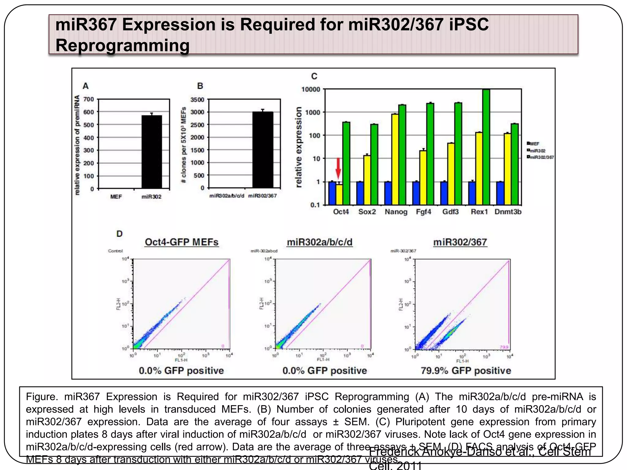 miR367 Expression is Required for miR302/367 iPSC
Reprogramming

Figure. miR367 Expression is Required for miR302/367 iPSC Reprogramming (A) The miR302a/b/c/d pre-miRNA is
expressed at high levels in transduced MEFs. (B) Number of colonies generated after 10 days of miR302a/b/c/d or
miR302/367 expression. Data are the average of four assays ± SEM. (C) Pluripotent gene expression from primary
induction plates 8 days after viral induction of miR302a/b/c/d or miR302/367 viruses. Note lack of Oct4 gene expression in
miR302a/b/c/d-expressing cells (red arrow). Data are the average of three assays ± SEM. (D) FACS analysis of Oct4-GFP
Frederick Anokye-Danso et al., Cell Stem
MEFs 8 days after transduction with either miR302a/b/c/d or miR302/367 viruses.

 