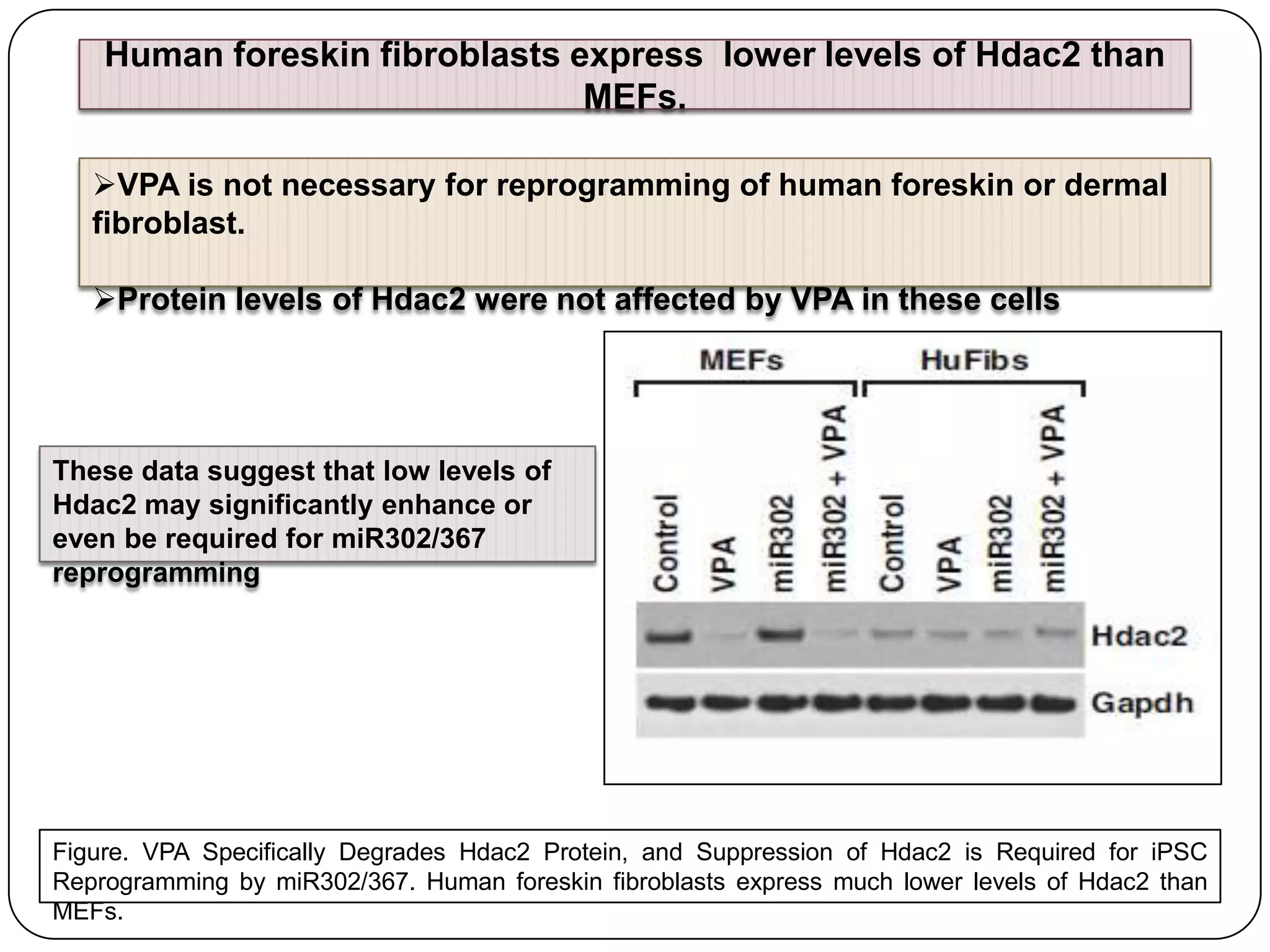 Human foreskin fibroblasts express lower levels of Hdac2 than
MEFs.
VPA is not necessary for reprogramming of human foreskin or dermal
fibroblast.
Protein levels of Hdac2 were not affected by VPA in these cells

These data suggest that low levels of
Hdac2 may significantly enhance or
even be required for miR302/367
reprogramming

Figure. VPA Specifically Degrades Hdac2 Protein, and Suppression of Hdac2 is Required for iPSC
Reprogramming by miR302/367. Human foreskin fibroblasts express much lower levels of Hdac2 than
MEFs.

 
