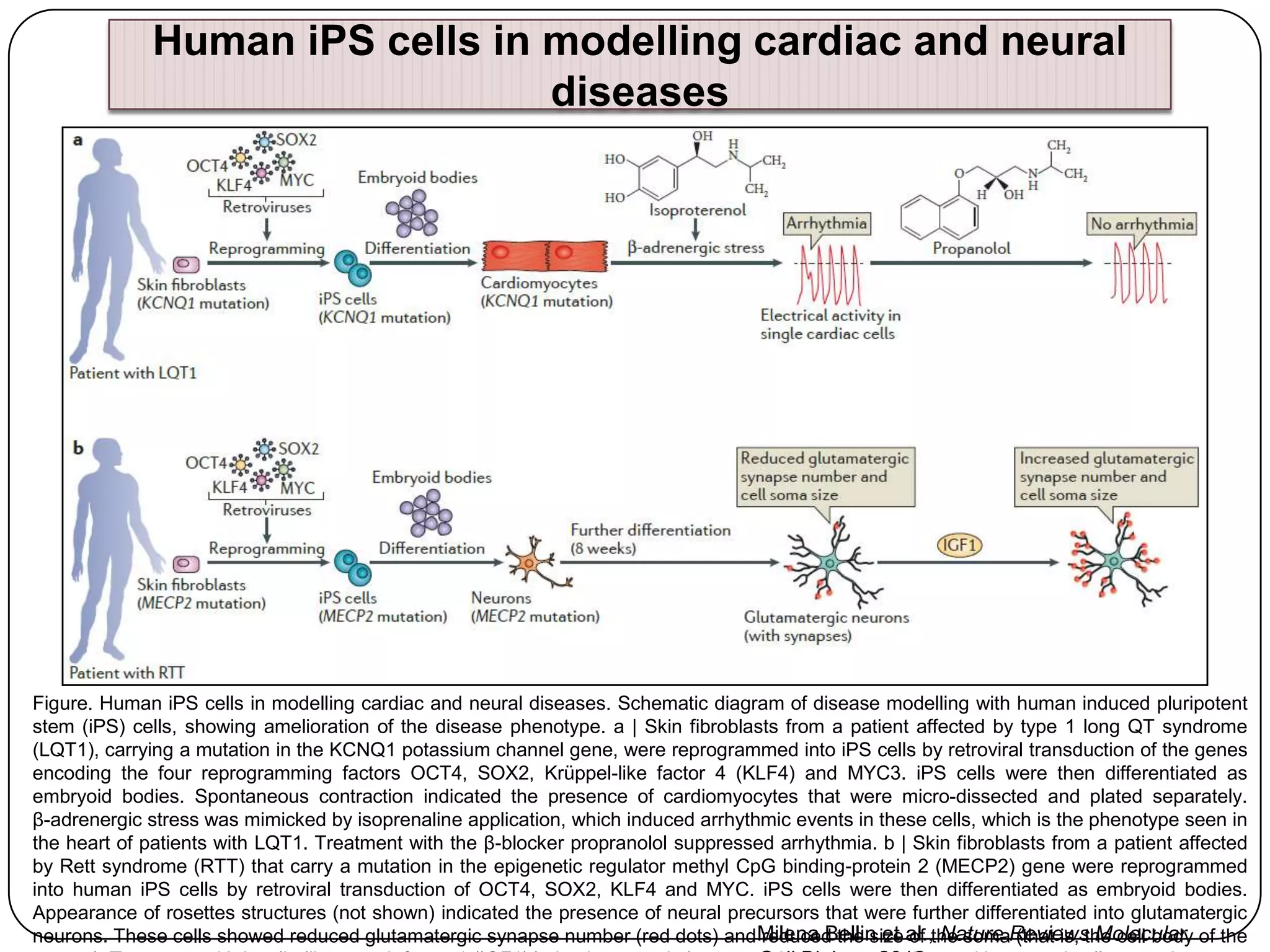 Human iPS cells in modelling cardiac and neural
diseases

Figure. Human iPS cells in modelling cardiac and neural diseases. Schematic diagram of disease modelling with human induced pluripotent
stem (iPS) cells, showing amelioration of the disease phenotype. a | Skin fibroblasts from a patient affected by type 1 long QT syndrome
(LQT1), carrying a mutation in the KCNQ1 potassium channel gene, were reprogrammed into iPS cells by retroviral transduction of the genes
encoding the four reprogramming factors OCT4, SOX2, Krüppel-like factor 4 (KLF4) and MYC3. iPS cells were then differentiated as
embryoid bodies. Spontaneous contraction indicated the presence of cardiomyocytes that were micro-dissected and plated separately.
β-adrenergic stress was mimicked by isoprenaline application, which induced arrhythmic events in these cells, which is the phenotype seen in
the heart of patients with LQT1. Treatment with the β-blocker propranolol suppressed arrhythmia. b | Skin fibroblasts from a patient affected
by Rett syndrome (RTT) that carry a mutation in the epigenetic regulator methyl CpG binding-protein 2 (MECP2) gene were reprogrammed
into human iPS cells by retroviral transduction of OCT4, SOX2, KLF4 and MYC. iPS cells were then differentiated as embryoid bodies.
Appearance of rosettes structures (not shown) indicated the presence of neural precursors that were further differentiated into glutamatergic
neurons. These cells showed reduced glutamatergic synapse number (red dots) and Milena Bellin et al.,the somaReviews Molecular of the
reduced the size of Nature (that is, the cell body

 