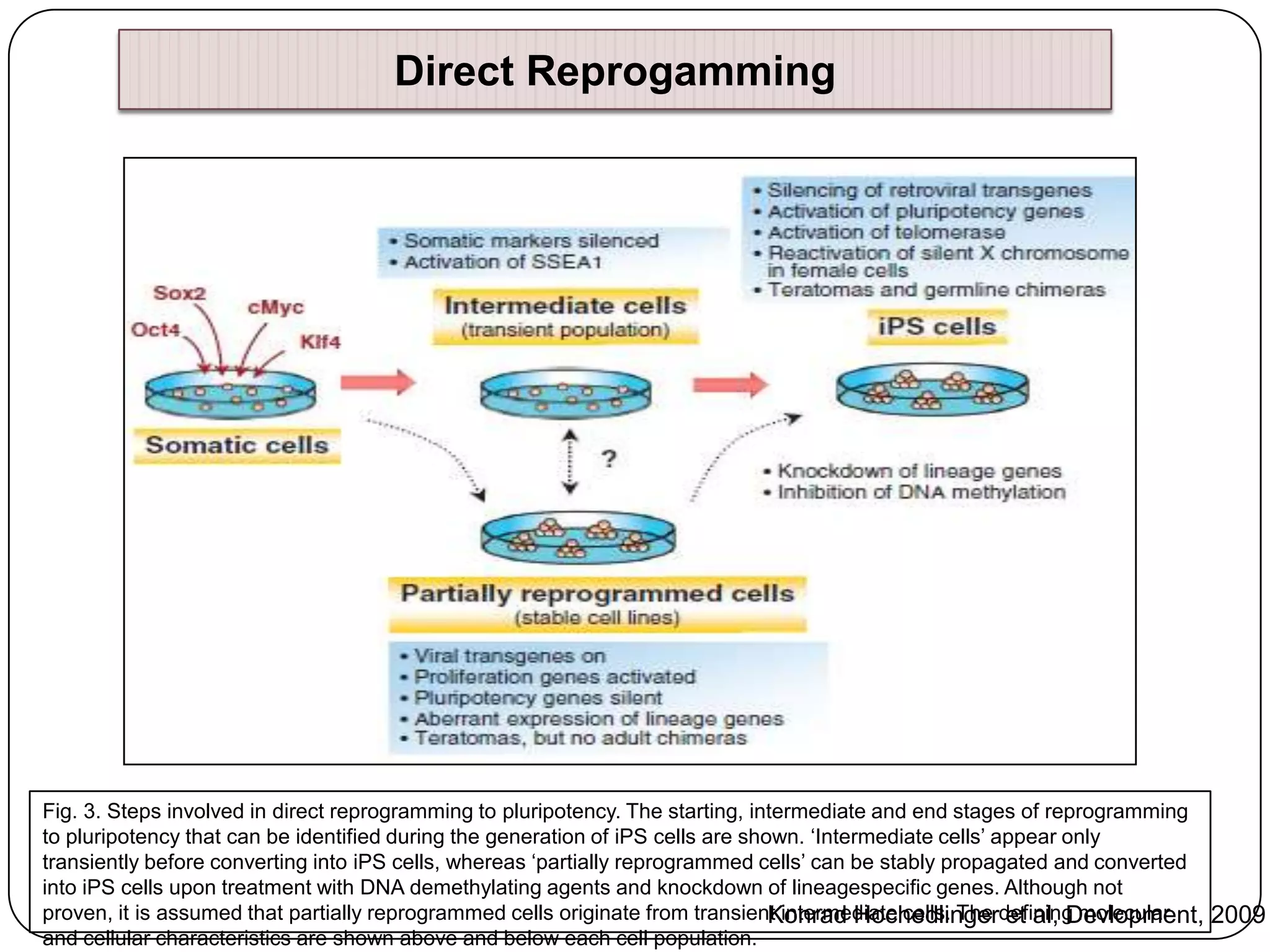 Direct Reprogamming

Fig. 3. Steps involved in direct reprogramming to pluripotency. The starting, intermediate and end stages of reprogramming
to pluripotency that can be identified during the generation of iPS cells are shown. „Intermediate cells‟ appear only
transiently before converting into iPS cells, whereas „partially reprogrammed cells‟ can be stably propagated and converted
into iPS cells upon treatment with DNA demethylating agents and knockdown of lineagespecific genes. Although not
proven, it is assumed that partially reprogrammed cells originate from transient intermediate cells. The defining molecular
Konrad Hochedlinger et al, Devlopment, 2009
and cellular characteristics are shown above and below each cell population.

 