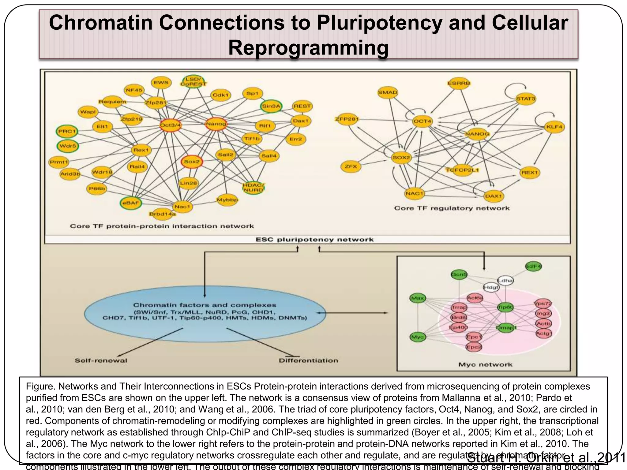 Chromatin Connections to Pluripotency and Cellular
Reprogramming

Figure. Networks and Their Interconnections in ESCs Protein-protein interactions derived from microsequencing of protein complexes
purified from ESCs are shown on the upper left. The network is a consensus view of proteins from Mallanna et al., 2010; Pardo et
al., 2010; van den Berg et al., 2010; and Wang et al., 2006. The triad of core pluripotency factors, Oct4, Nanog, and Sox2, are circled in
red. Components of chromatin-remodeling or modifying complexes are highlighted in green circles. In the upper right, the transcriptional
regulatory network as established through ChIp-ChiP and ChIP-seq studies is summarized (Boyer et al., 2005; Kim et al., 2008; Loh et
al., 2006). The Myc network to the lower right refers to the protein-protein and protein-DNA networks reported in Kim et al., 2010. The
factors in the core and c-myc regulatory networks crossregulate each other and regulate, and are regulated by, chromatin factor al.,2011
Stuart H. Orkin et
components illustrated in the lower left. The output of these complex regulatory interactions is maintenance of self-renewal and blocking

 
