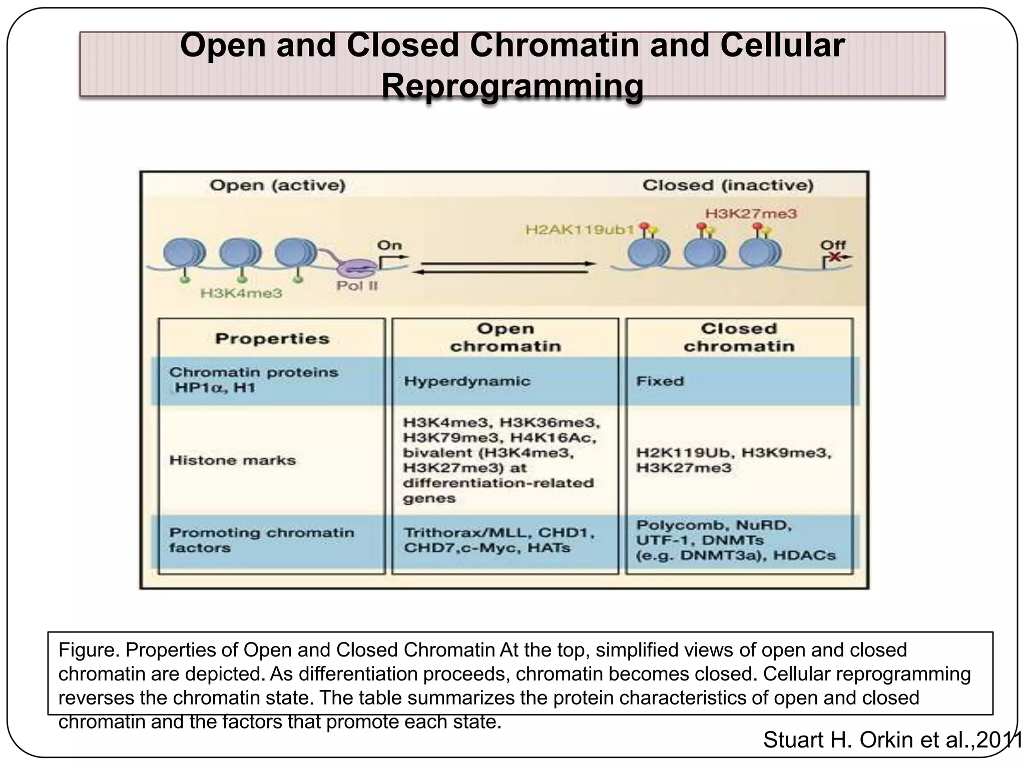 Open and Closed Chromatin and Cellular
Reprogramming

Figure. Properties of Open and Closed Chromatin At the top, simplified views of open and closed
chromatin are depicted. As differentiation proceeds, chromatin becomes closed. Cellular reprogramming
reverses the chromatin state. The table summarizes the protein characteristics of open and closed
chromatin and the factors that promote each state.

Stuart H. Orkin et al.,2011

 