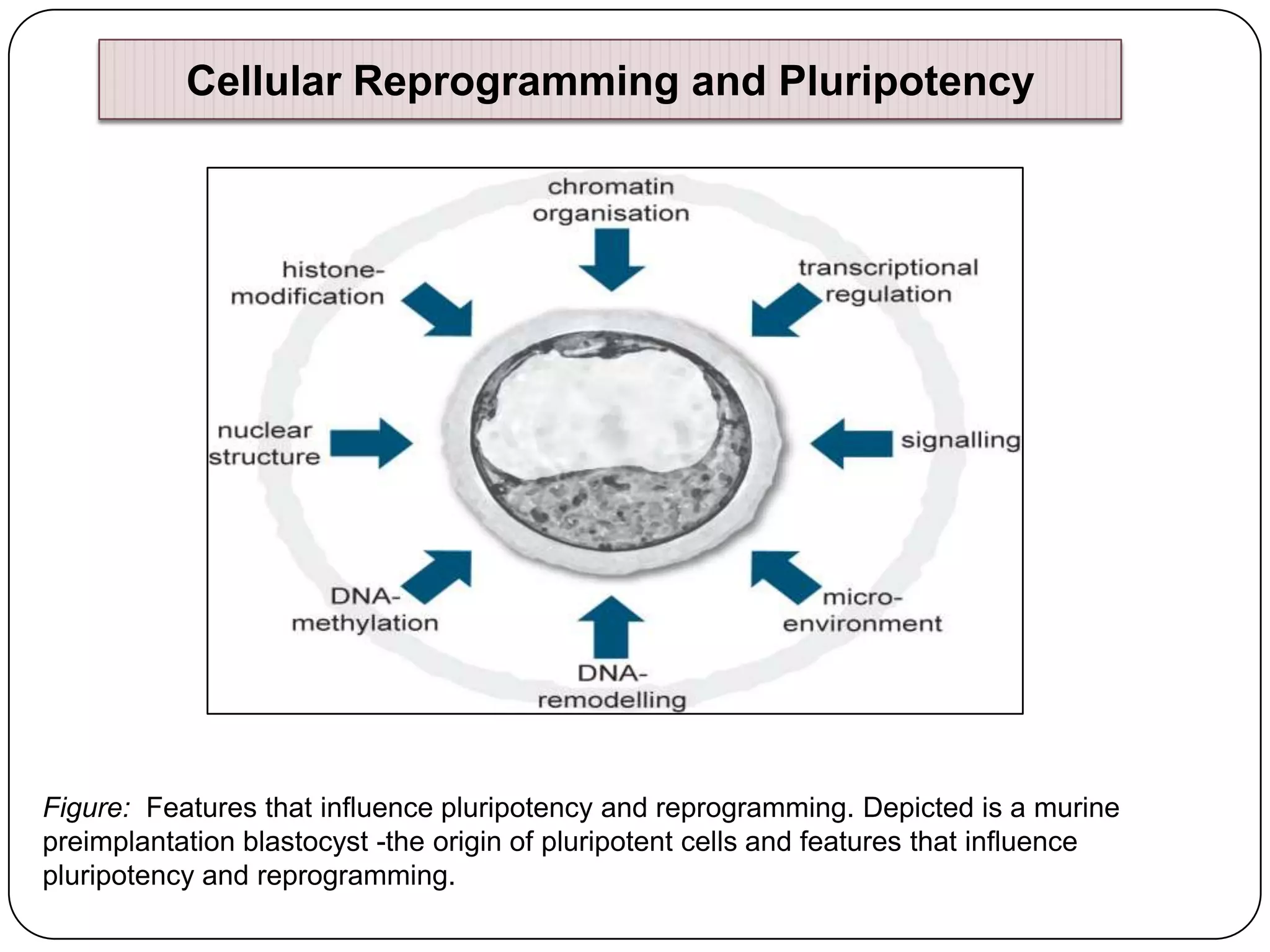Cellular Reprogramming and Pluripotency

Figure: Features that influence pluripotency and reprogramming. Depicted is a murine
preimplantation blastocyst -the origin of pluripotent cells and features that influence
pluripotency and reprogramming.

 