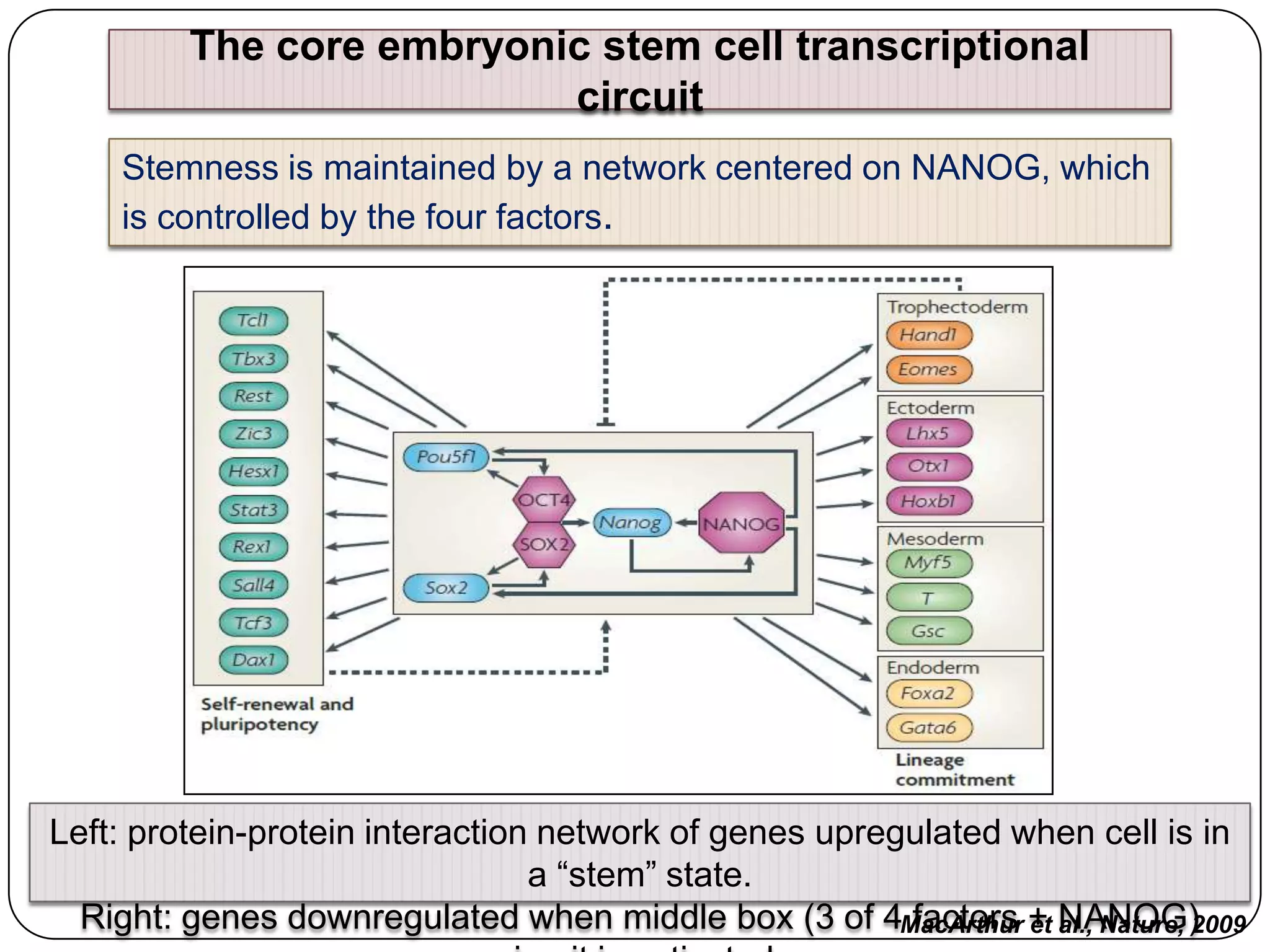 The core embryonic stem cell transcriptional
circuit
Stemness is maintained by a network centered on NANOG, which
is controlled by the four factors.

Left: protein-protein interaction network of genes upregulated when cell is in
a “stem” state.
Right: genes downregulated when middle box (3 of 4MacArthur + NANOG)
factors et al., Nature, 2009

 