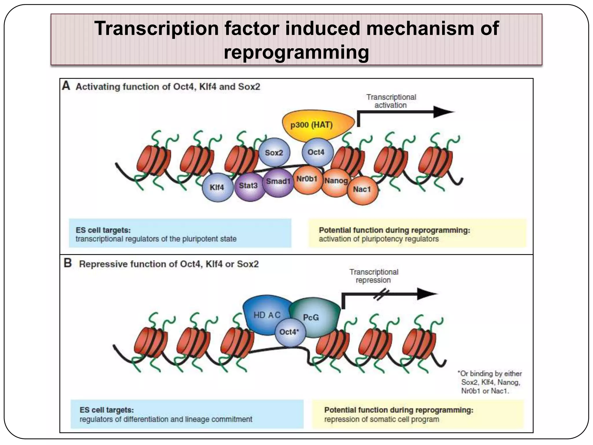 Transcription factor induced mechanism of
reprogramming

 