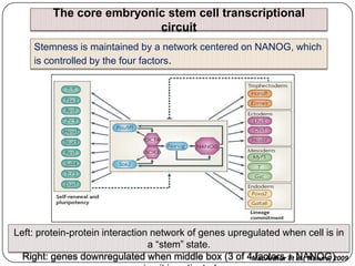 CELLULAR REPROGRAMMING: Current Technology, Perspectives and Generation ...