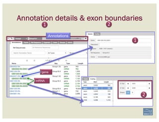 1
Annotations
gene
mRNA
Annotation details & exon boundaries
1
2
2
 