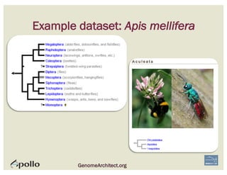 Example dataset: Apis mellifera
GenomeArchitect.org
 