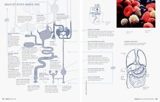 WATER FOR RICH
FOOD
This holds water for
breaking down rich
food (like the yellow
stuff you spread).
When you eat rich
food, this pushes
out water to break it
down.
SPECIAL WATER
MAKER
This bag makes
some of the waters
that help turn food
into power. If it goes
wrong, you can have
a problem where you
get too much or too
little sweet stuff in
your blood.
SMALL FOOD HALLWAY
This hallway is where a lot
of food gets broken down
and the stuff your body
needs is taken out.
The hallway is about as
long as a car. It makes a lot
of turns so it can fit in your
stomach.
BIG FOOD HALLWAY
This hallway is
wider than the small
hallway, but shorter.
This is where your
body takes extra
water out of the
food so you don’t
need to drink as
much water.
USED FOOD HOLDER
Once you’re done with
food, it waits here until
you push it out.
LIFE INSIDE YOU
There are a lot of
living things in these
hallways that help you
break down different
kinds of food.
EXTRA PART
This doesn’t seem
to do anything.
Sometimes it has a
problem and doctors
have to take it out.
YELLOW WATER HOLDER
This holds yellow water until
you push it out.
YELLOW WATER HALLWAY
Most of the time, the water from your blood
cleaners is yellow, but eating certain colorful
foods can make it change color for a while.
(If it turns dark or red, it may mean you’re
sick.)
BODY PLAN HOLDERS
These parts hold lots of plans for
new people. Each plan is made from
pieces of the plans used to make you.
These parts also control how your
voice, hair, and body grow.
BLOOD
(to other
body parts)
HOLE TO OUTSIDE
Food comes out here
when you’re done
eating it.
HOLE TO OUTSIDE
If your body makes a
new person, it comes
out of here. About half
of all people have this.
HOLE TO OUTSIDE
The yellow water from your
blood comes out here.
PARTS FOR
MAKING MORE
OF YOU
These parts can
make new people.
In about half of
all people these
go to a single
opening.
Sometimes, this opening
gets blocked. Then, when
you eat rich food and the
bag tries to push water
out, it hurts.
FOOD BAG
This holds and
breaks up food
using special
water.
BLOOD CLEANERS
These look for stuff in your blood that you’re
done with or have too much of—like extra
sweet stuff, or stuff from the doctor that you
ate to feel better—and send it to be pushed
out of your body.
CHEST
PARTS
LOWER
PARTS
PUSHED TOGETHER
In real life, these parts are all pushed
together inside your chest like this.
Large
food
hallway
Small food
hallway
Part
breaker
Air bags
Food
bag
FEAR WATER
These make a kind of
water that makes your
body feel afraid or
excited.
BAGS OF STUFF INSIDE YOU
AND NOW
YOU ARE
HERE
WHITE BLOOD
PIECES
RED BLOOD
PIECES
Chapter 24: Human Systems and Homeostasis  47D47C  Unit 6: Diversity of Life
©KennethEward/BioGrafx/ScienceSource
 