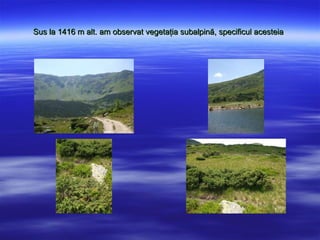 Sus la 1416 m alt. am observat vegeta?ia subalpin?, specificul acesteia
 