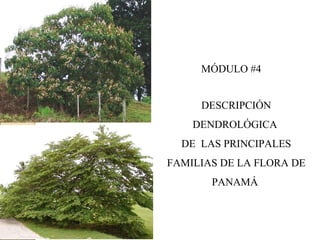 MÓDULO #4
DESCRIPCIÓN
DENDROLÓGICA
DE LAS PRINCIPALES
FAMILIAS DE LA FLORA DE
PANAMÁ
 